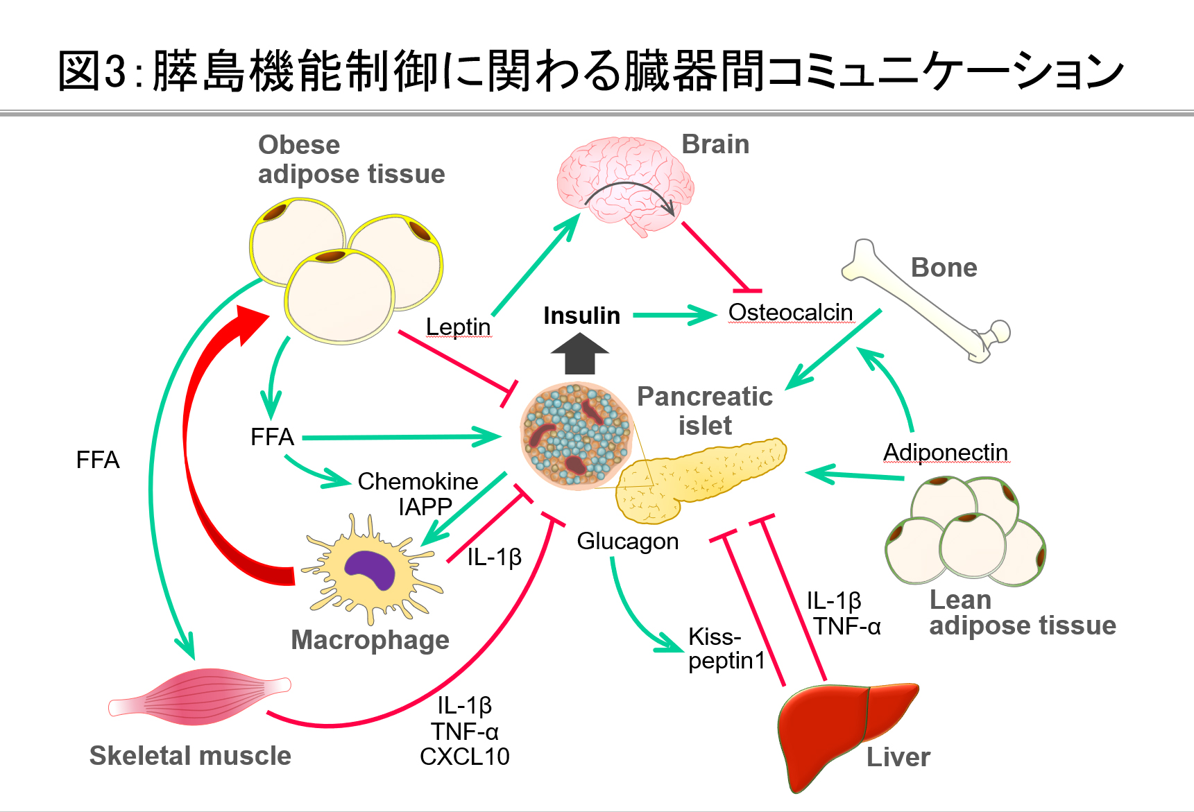 膵島機能制御に関わる臓器間コミュニケーション